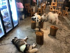 -more than meow吴止猫主题餐厅(承德 中船汇店)
