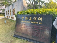 -中缅友谊树