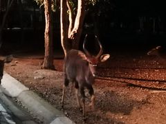 -清迈夜间动物园