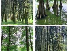 -中国科学院华南植物园