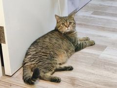 -爱洗澡的猫(望京店)