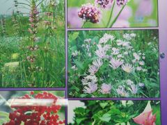 -泗洪洪泽湖湿地景区