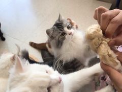 -飞行喵MR PILOT|猫舍·猫咖(静安大融城店)