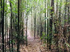 -缙云山景区