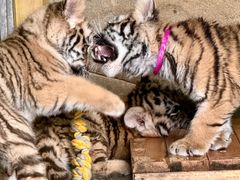 -大连森林动物园