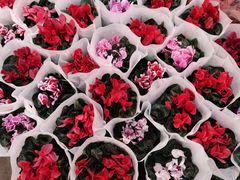 -双季花艺园艺市场(浦东店)