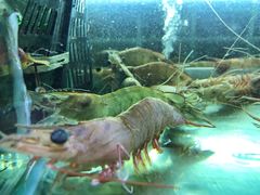 虾-覃记海鲜美食餐厅