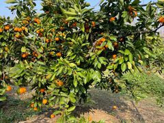 -前小桔亲子创意农场·草莓采摘·露营烧烤