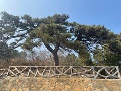 -北京西山国家森林公园