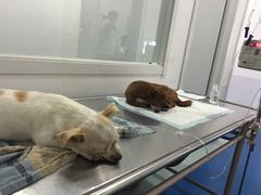 -瑞派·关忠动物医院·异宠专科·犬猫肿瘤·皮肤专科(望京店)