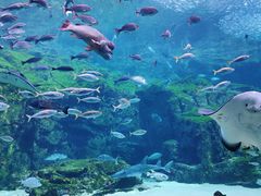 -西海国立公园九十九岛水族馆