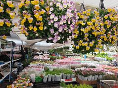 -龙大花卉苗木市场