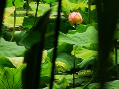 -上海市龙华烈士陵园