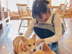-豆柴町-柴犬主题狗咖(红鼎国际C座店)