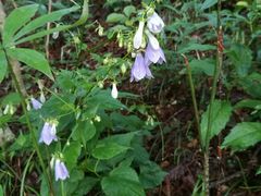 -黄山排云型旅酒店餐厅