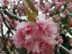 -天适樱花悠乐园
