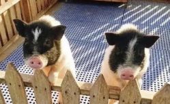 -萌宠亲子动物乐园(槐房万达店)