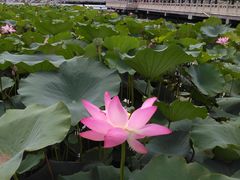 -南戴河国际娱乐中心