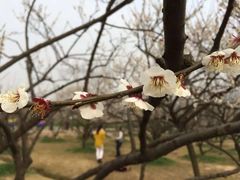 -香雪海