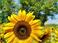 -长白岛森林公园