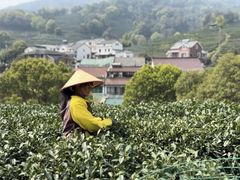 -中国茶叶博物馆(双峰馆区)