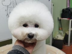 -鑫艺宠物美容培训学校