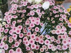-花里花店(唐镇阳光天地店)