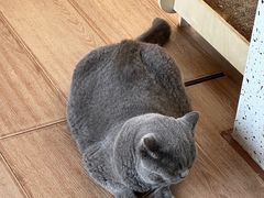 -有猫主题·治愈系猫咖(曾厝垵店)