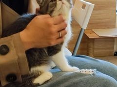 -滚猫咖啡·猫咖·猫友好撸猫(未来城店)