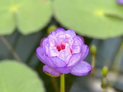 -国家植物园