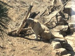 -大连森林动物园