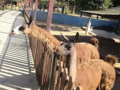 -泉州海丝野生动物世界