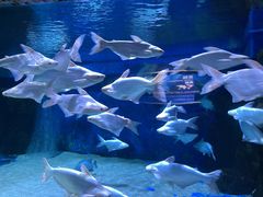 -成都浩海立方海洋公园