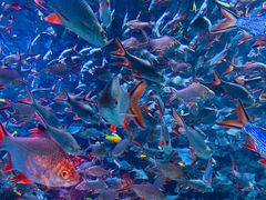 -成都浩海立方海洋公园