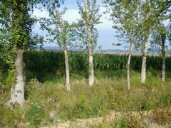 -北纬44度·金珠花海休闲农业旅游景区