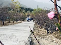 -北京西山国家森林公园