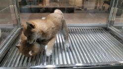 -禹彤绣苑·机器野生眉纹眉