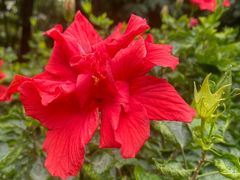 -深圳国际园林花卉博览园