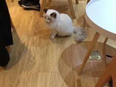 -Pets First伊珊娜洗护·精致美容·家庭式寄养(新会路店)
