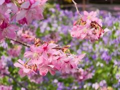 -武汉大学-樱园