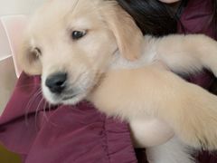 -Let's go狗咖·猫咖·奶狗·桌游(春熙路IFS店)
