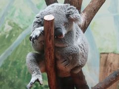 -广州长隆野生动物世界