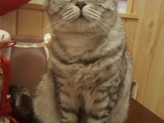 -MOYOYO猫咪咖啡店