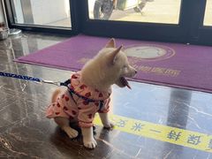 -宠爱国际动物医院·疑难骨科·心肾内科·皮肤科(太阳宫店)