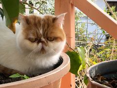 -喵屿·大理花园猫咖