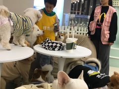 -怪兽屋·羊驼·猫咖·狗咖(俊华广场店)