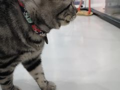 -糯米喵星人·撸猫猫舍咖啡馆(西市场嘉华店)