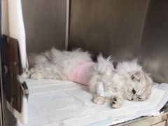 -美联众合动物医院·24h京西诊疗中心