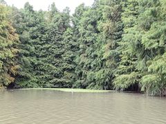 -上海海湾国家森林公园