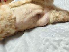 -瑞鹏宠物医院·骨科·猫科·内科(第一中心)